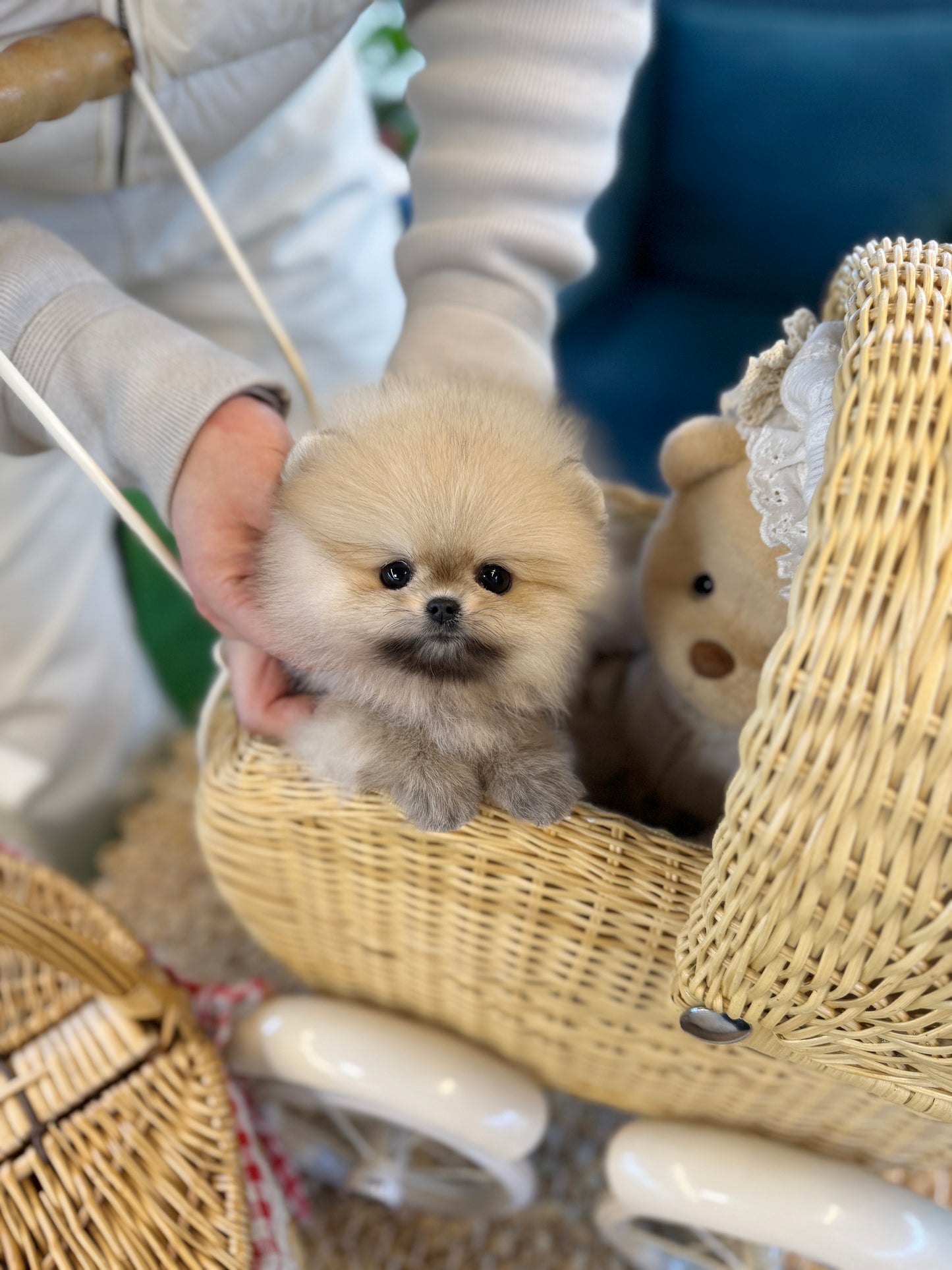 Sabie Pomeranian - Loui(Female)