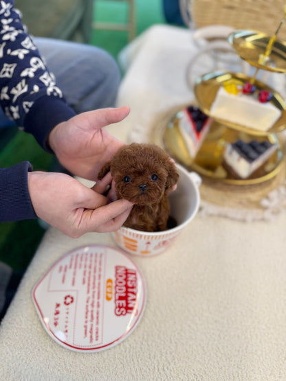 Poodle - Tiara(Female)