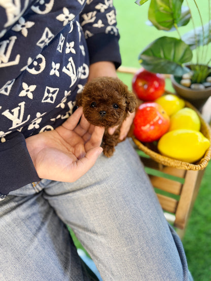 Poodle - Tiara(Female)