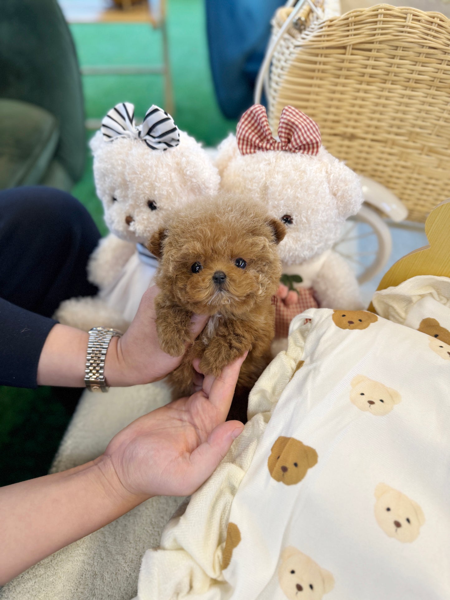 Poodle - Love(Female)