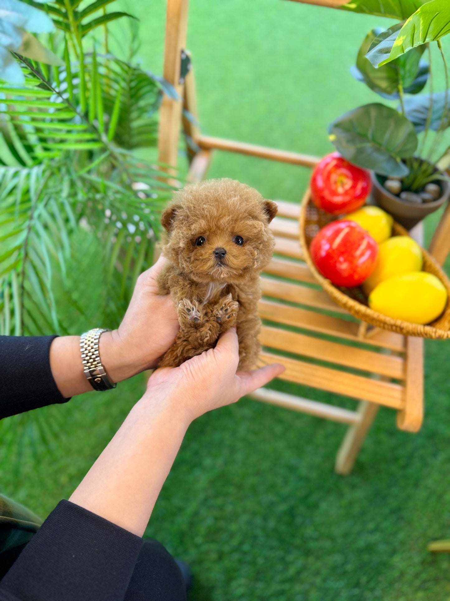 Poodle - Love(Female)