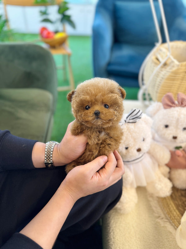 Poodle - Love(Female)