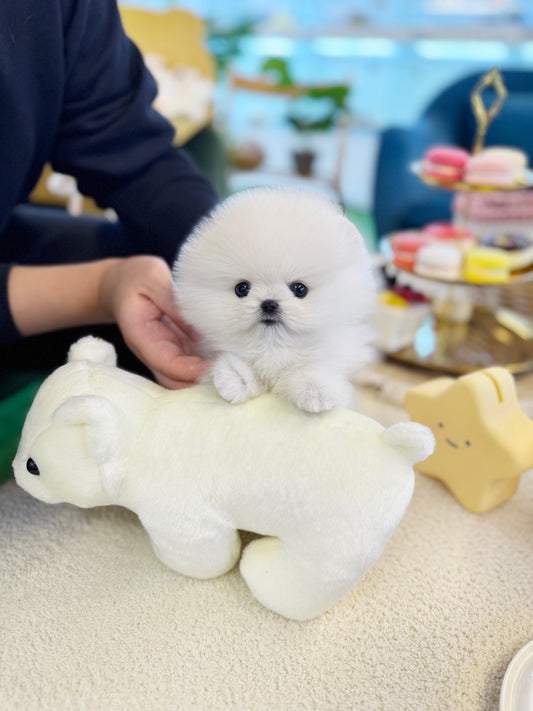 Pomeranian - Marshmallow(Male)