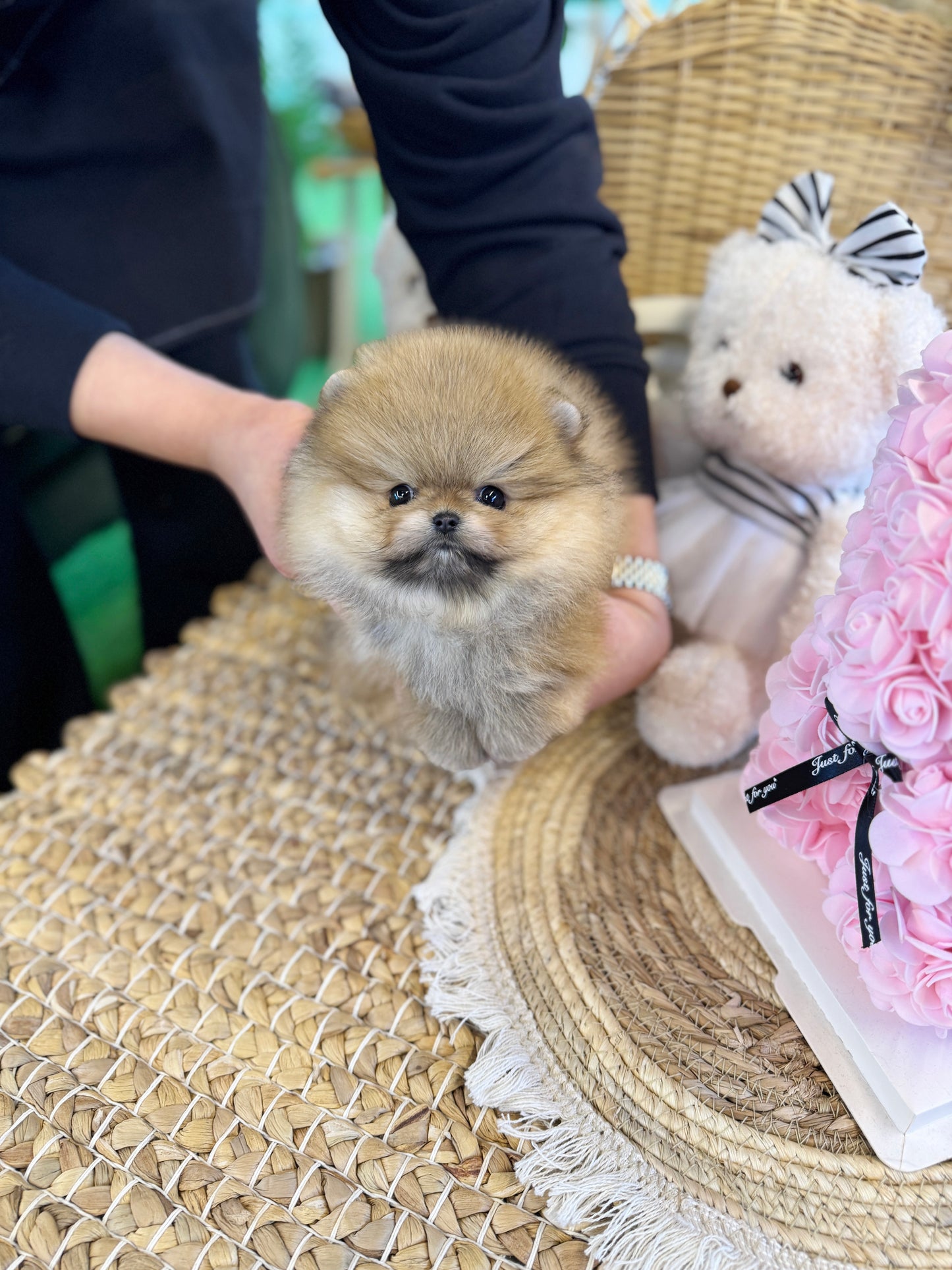 Pomeranian - Kunta(Male)