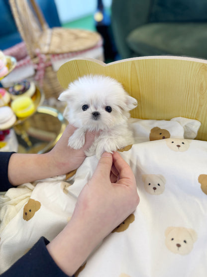 Maltese - Dior(Female)