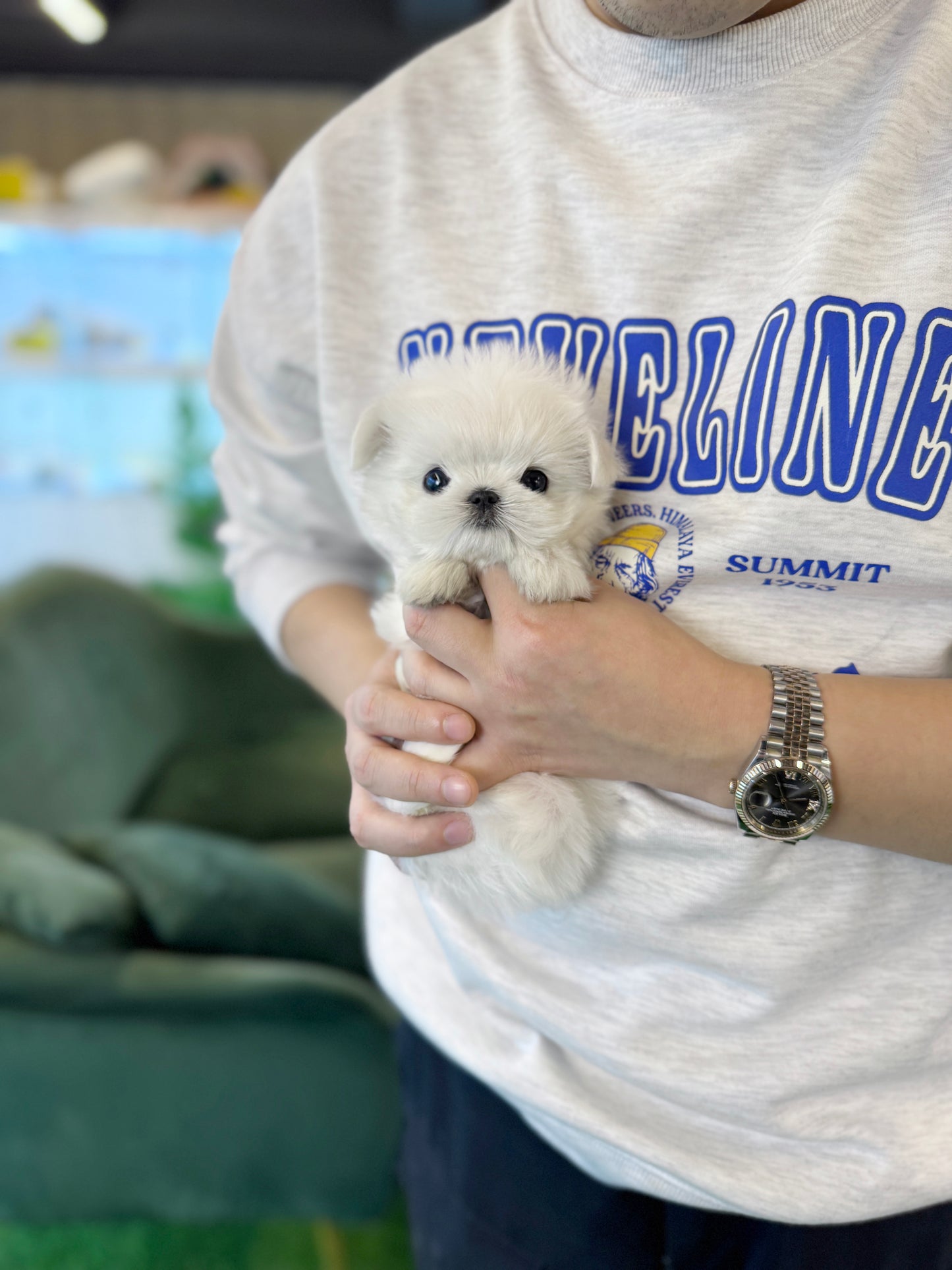 Maltese - Nana(Female)