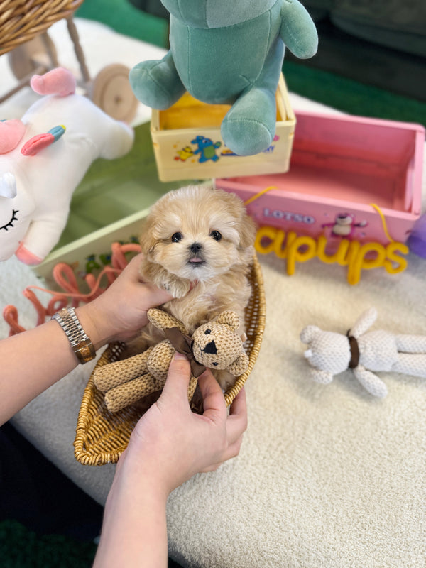 Maltipoo - Ollie(Male)