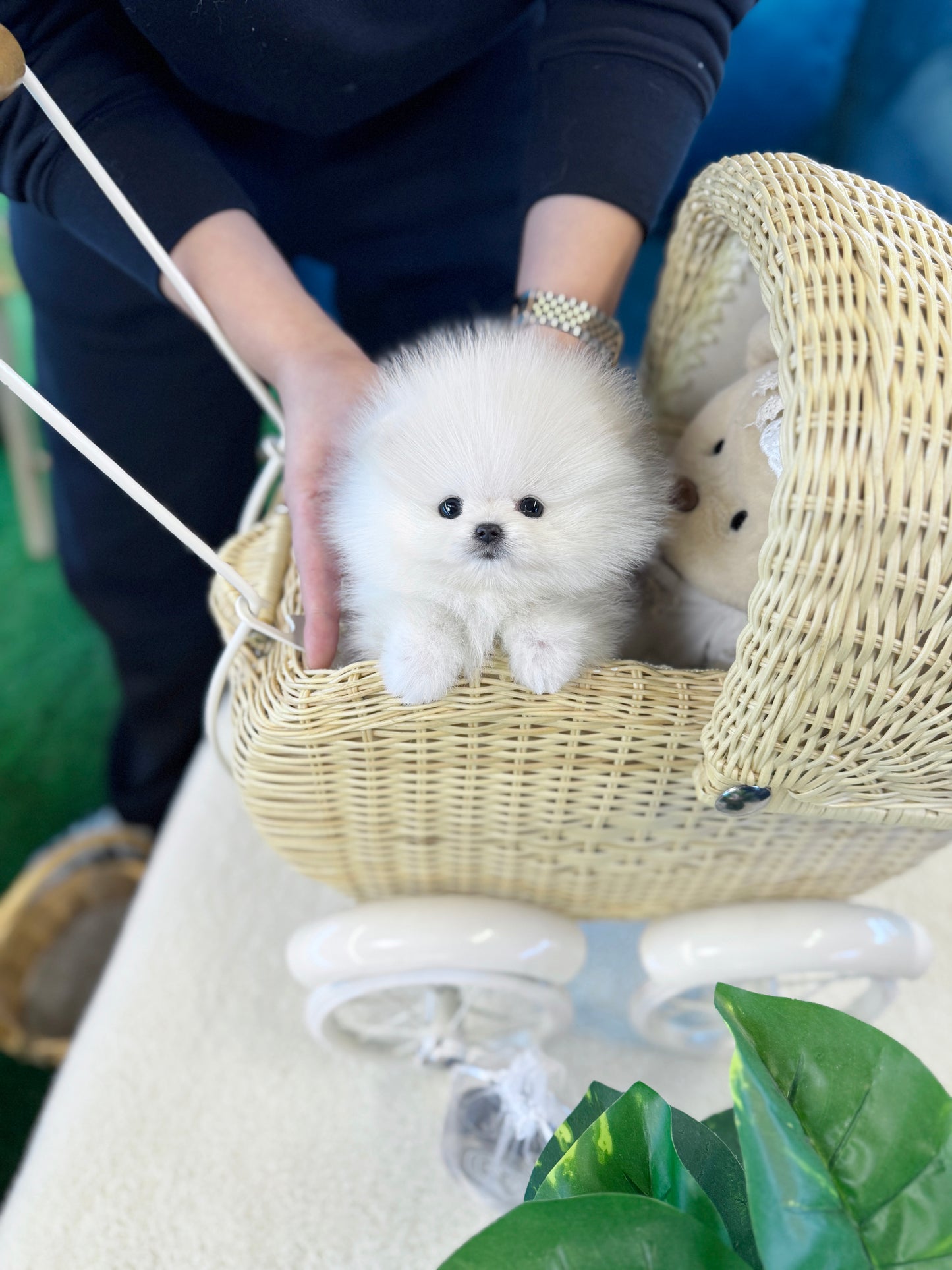 Pomeranian - Dodam(Female)
