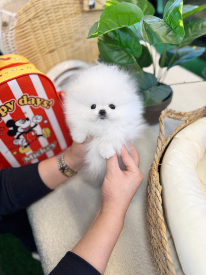 Pomeranian - Dodam(Female)