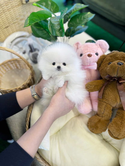Pomeranian - Dodam(Female)