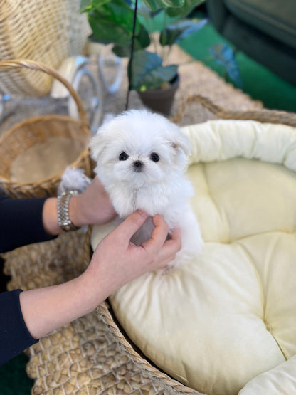 Maltese - Star(Female)