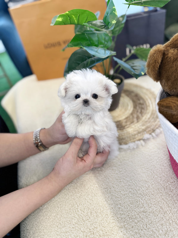 Maltese - Laurent(Female)