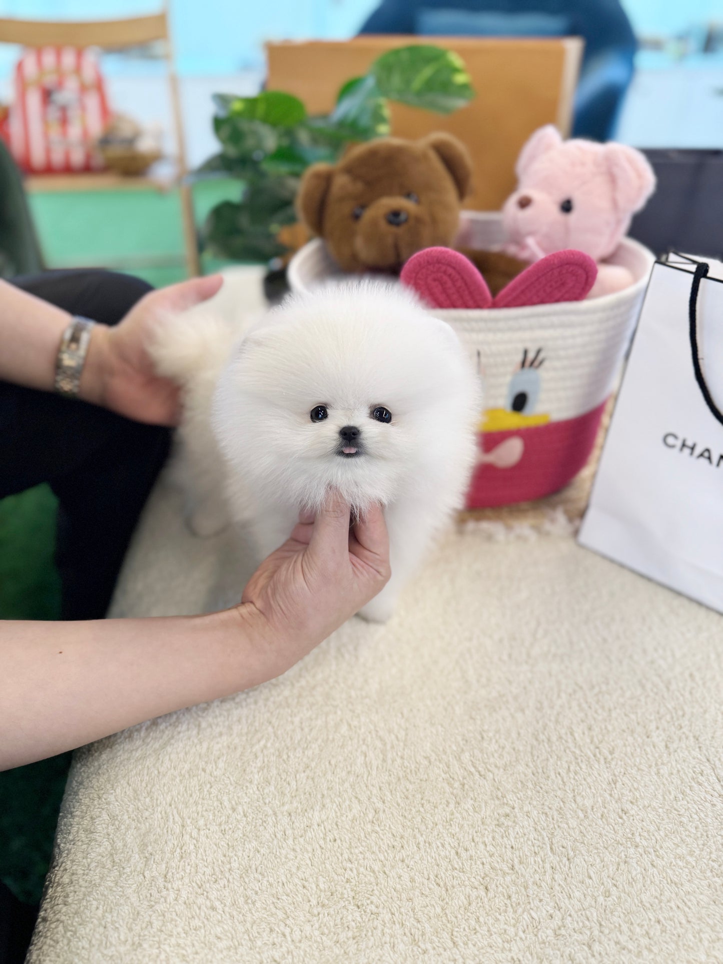 Pomeranian - Lux(Female)