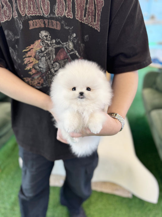 Pomeranian - Lux(Female)