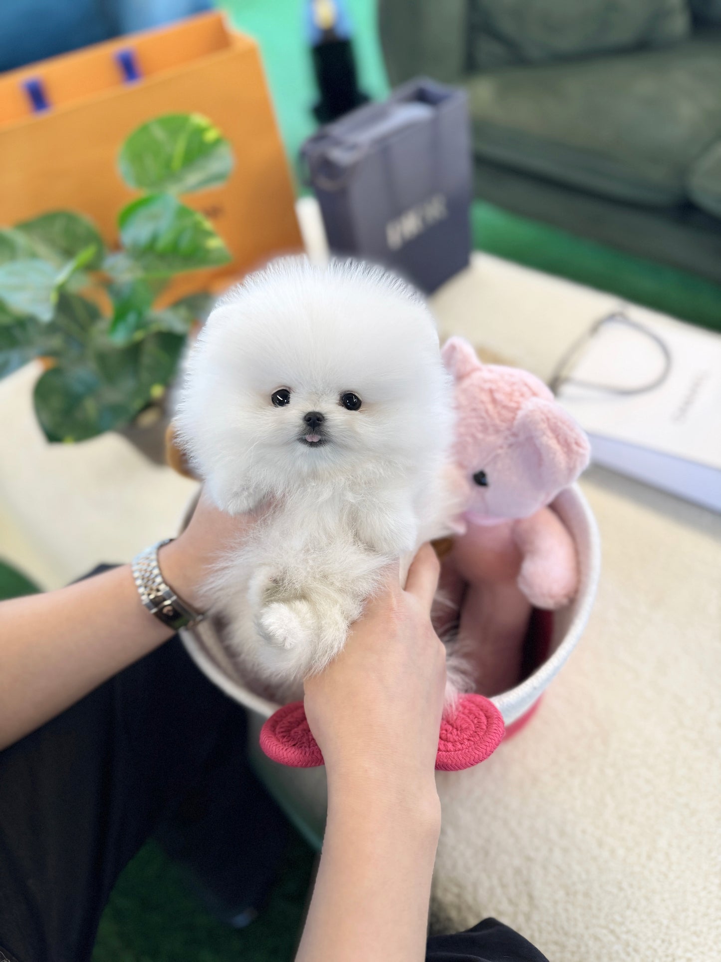 Pomeranian - Lux(Female)