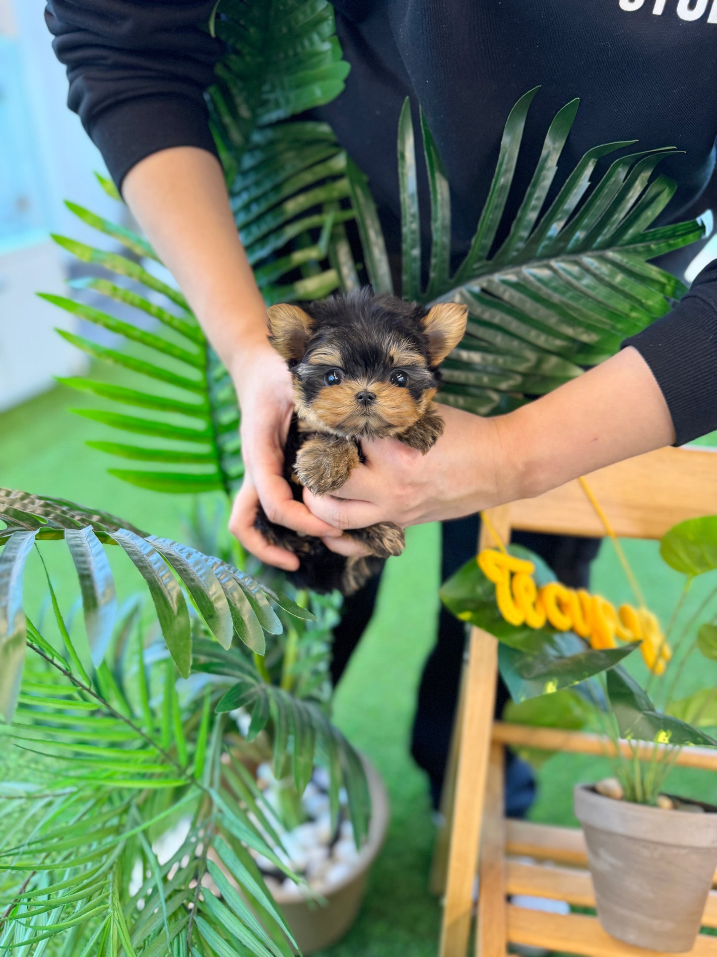 Yorkshire Terrier - Karina(Female)