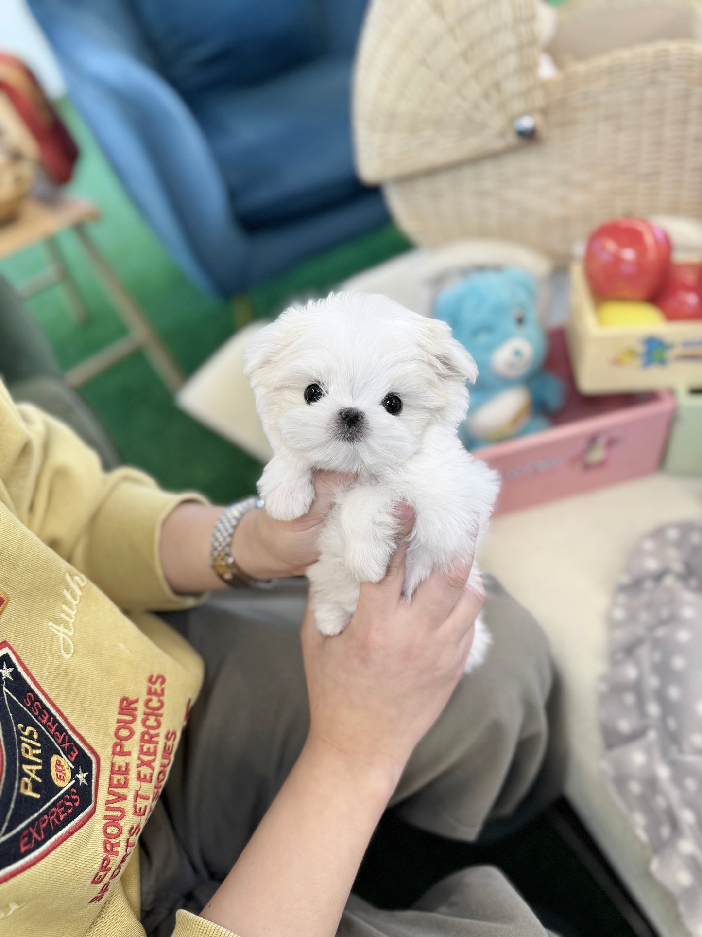 Maltese - Sakura(Female)