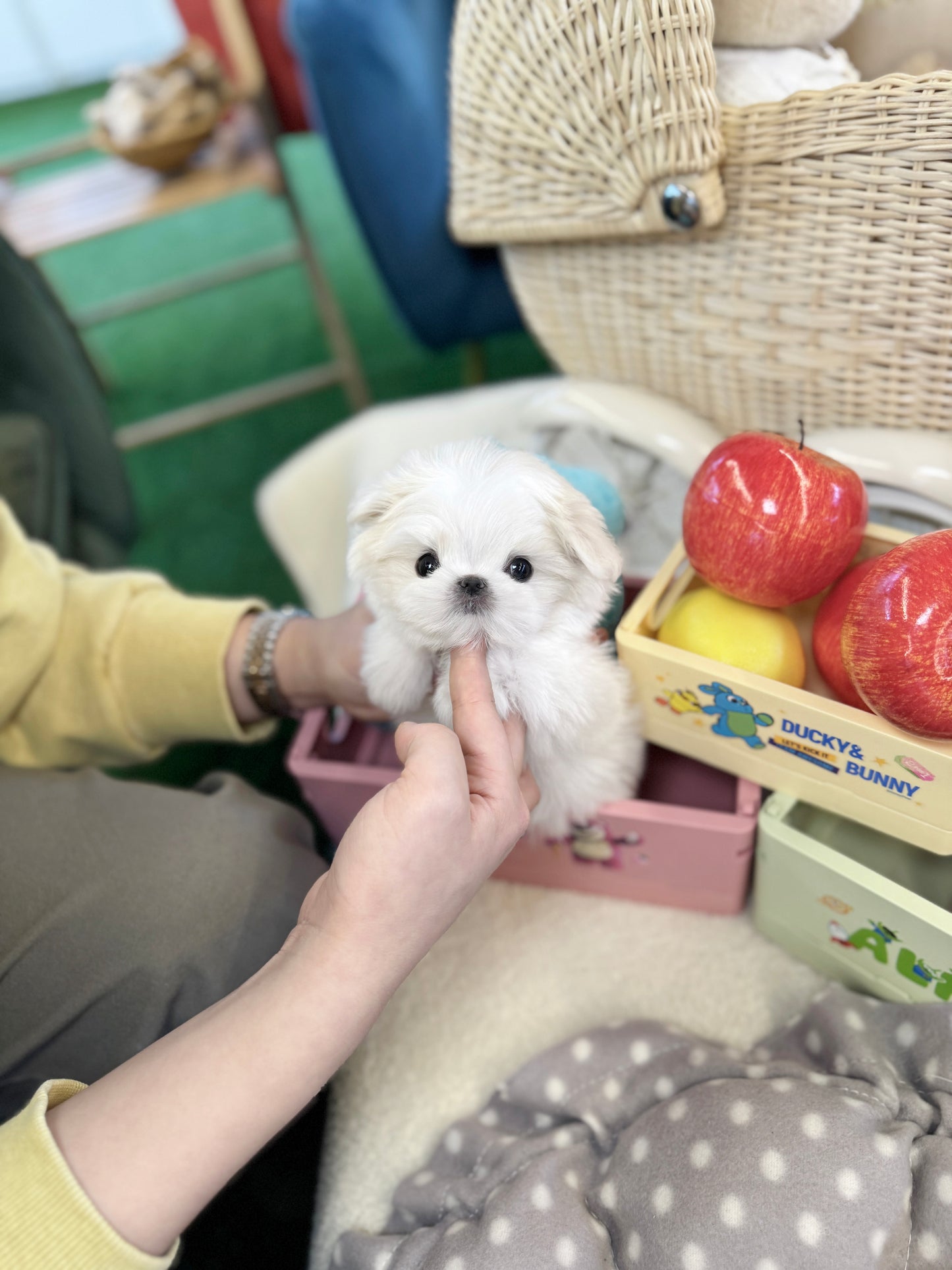 Maltese - Sakura(Female)