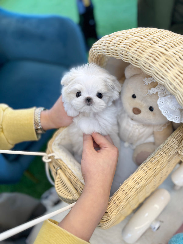 Maltese - Sakura(Female)