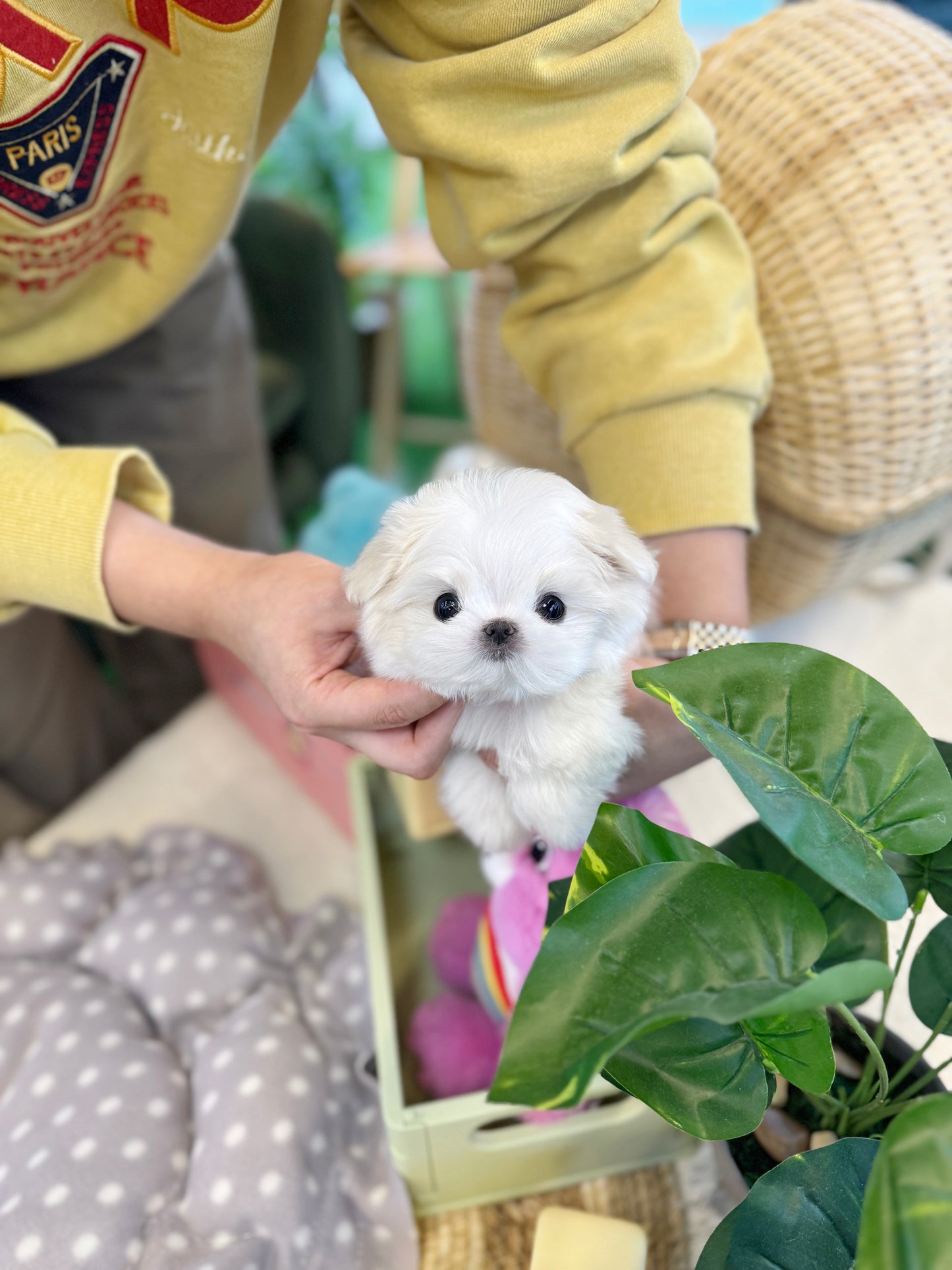 Maltese - Sakura(Female)