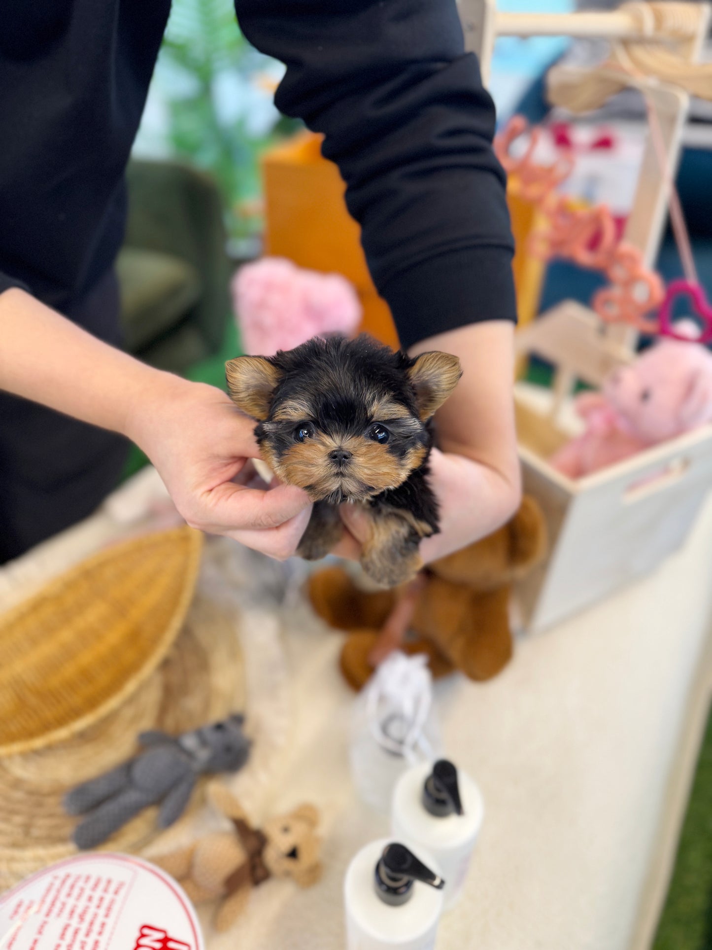 Yorkshire Terrier - Karina(Female)