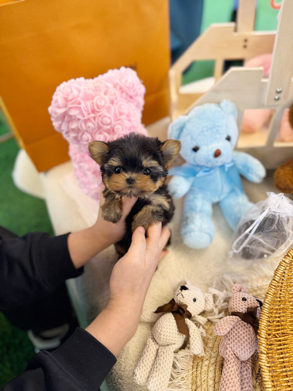 Yorkshire Terrier - Karina(Female)