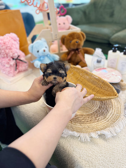 Yorkshire Terrier - Karina(Female)
