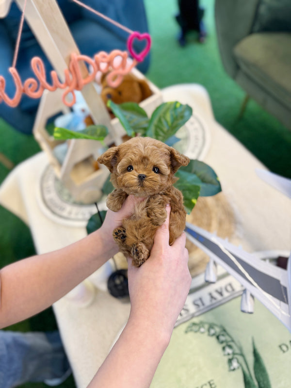 Maltipoo - Bisou(Male)