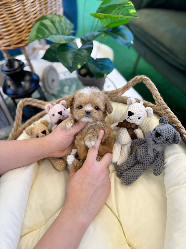 Maltipoo - Grande(Female)