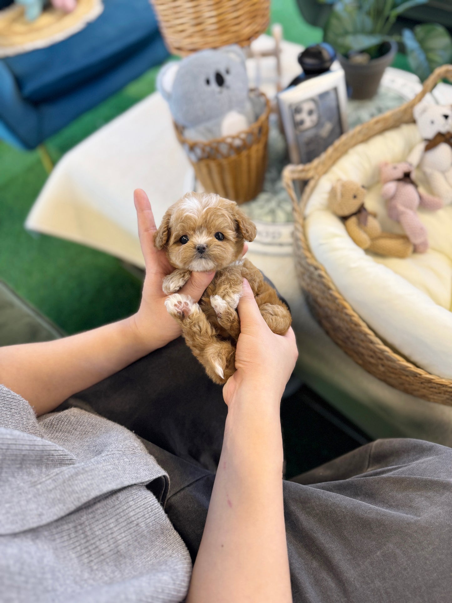 Maltipoo - Grande(Female)