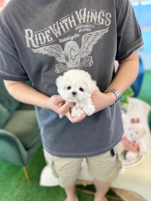 Mini Bichon Frise - Vada(Female)