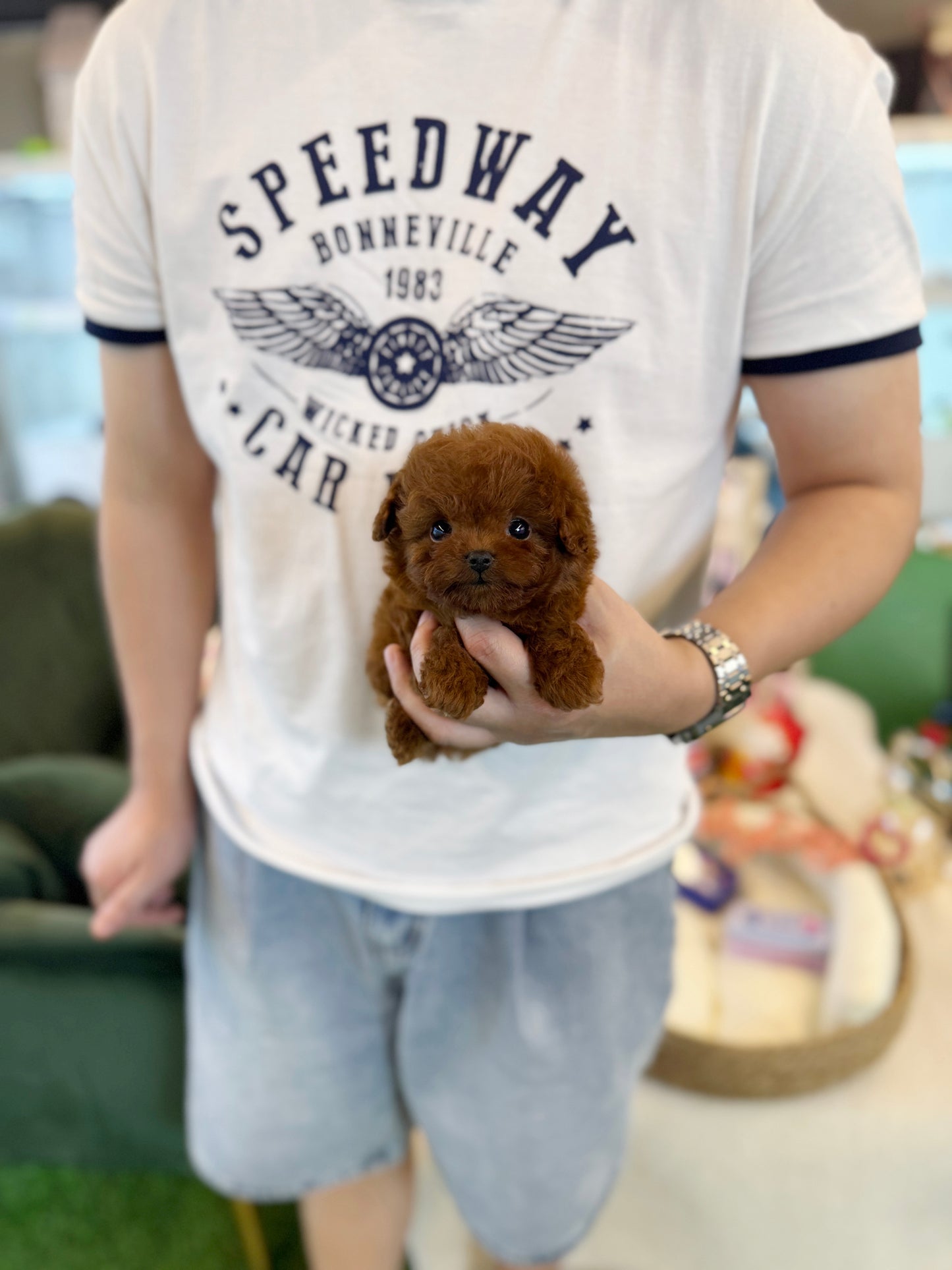 Poodle - Waffle(Female)