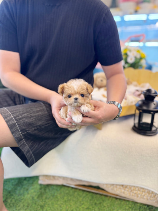 Maltipoo - Dede(Male)