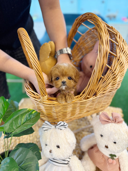 Maltipoo - Yomyom(Female)