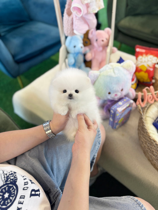 Pomeranian - Tempo(Male)