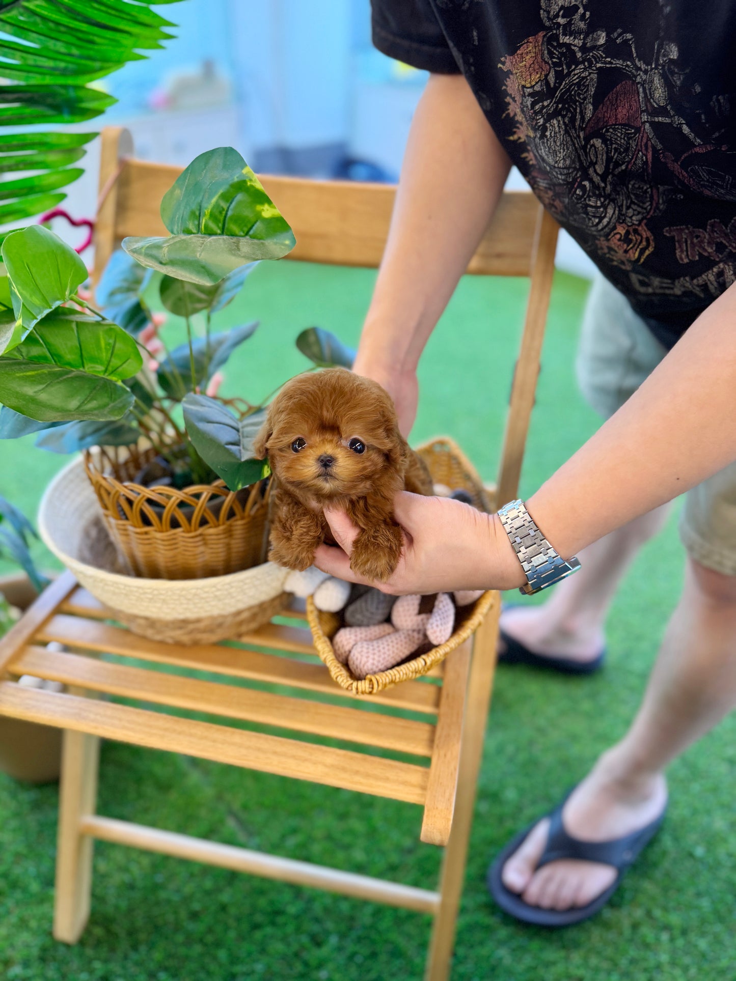 Maltipoo - Tororo(Female)