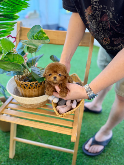 Maltipoo - Tororo(Female)