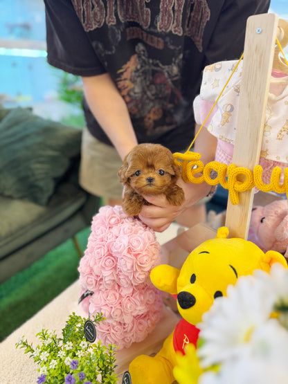 Maltipoo - Tororo(Female)