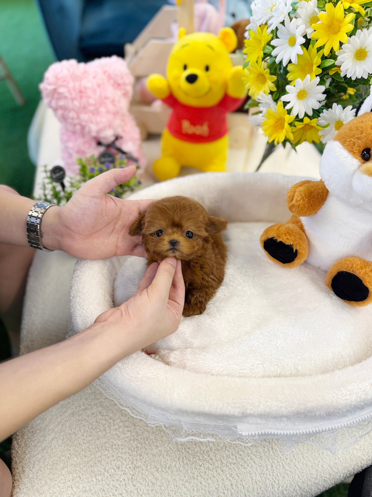 Maltipoo - Tororo(Female)