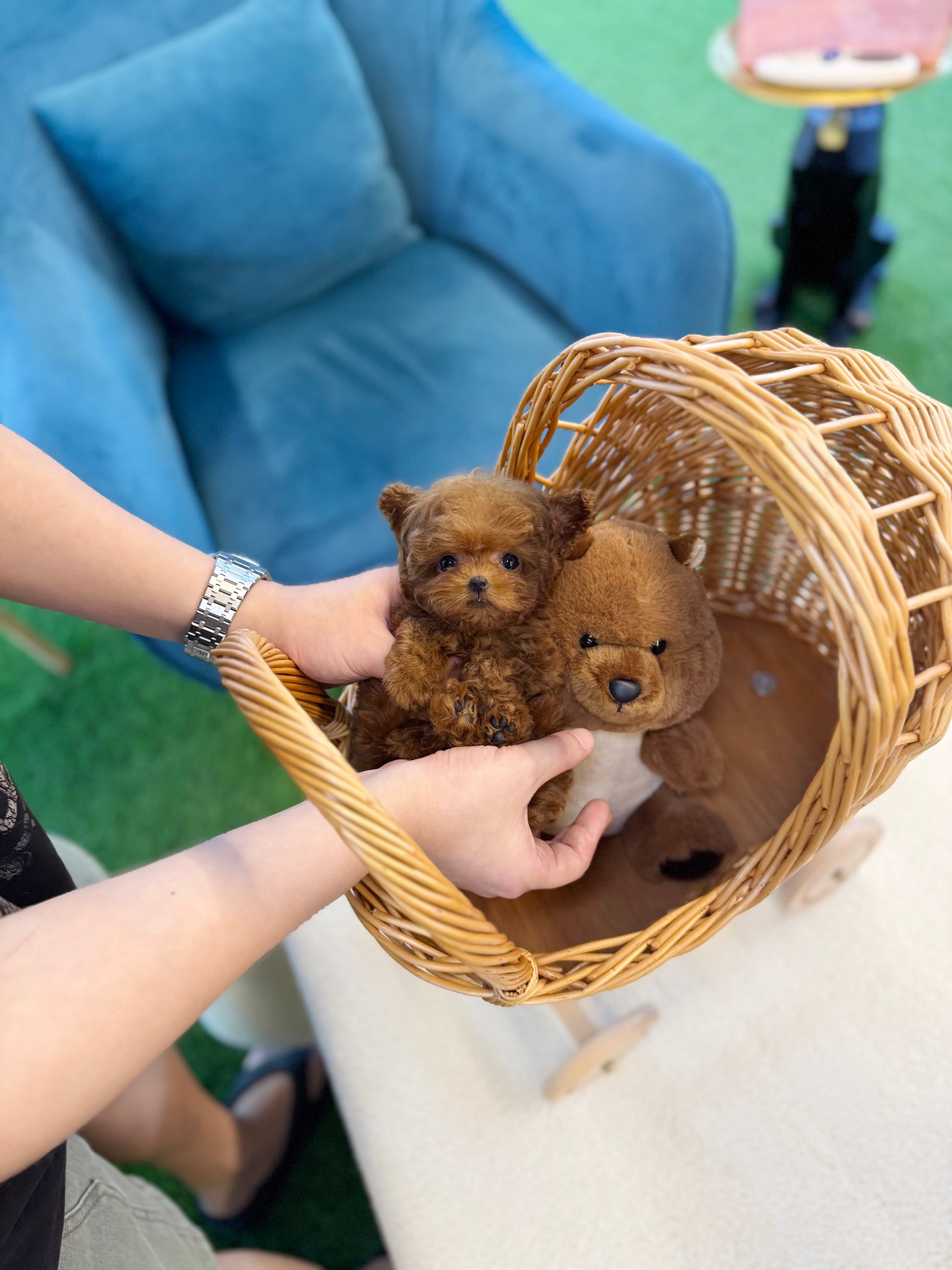 Poodle - Teddy(Male) - Velydog