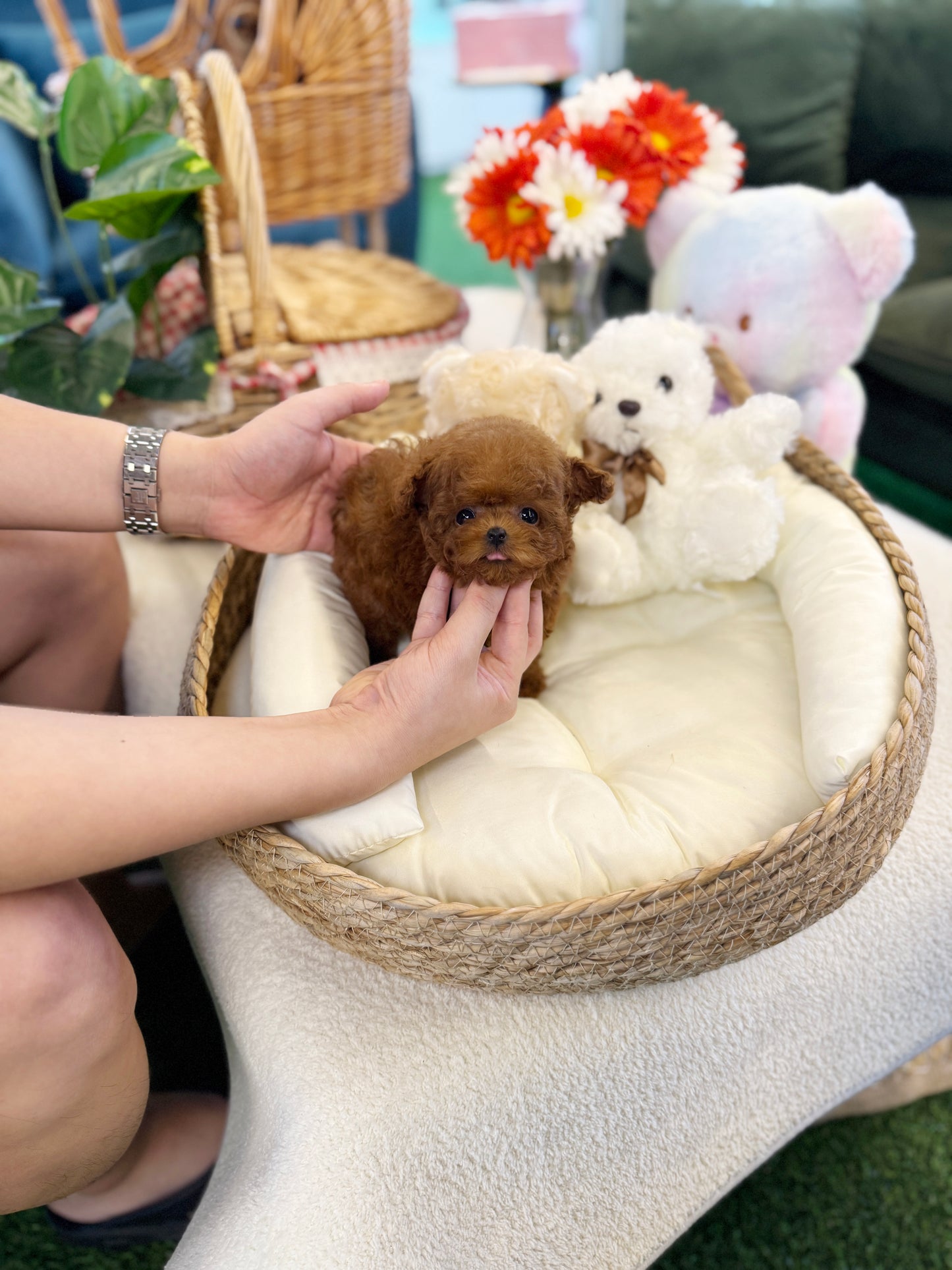 Poodle - Teddy(Male) - Velydog