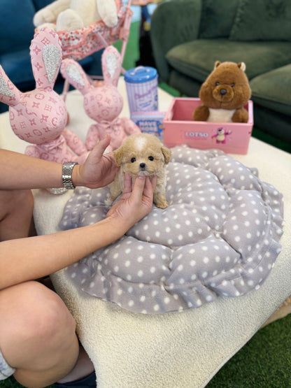 Maltipoo - Soyou(Female)