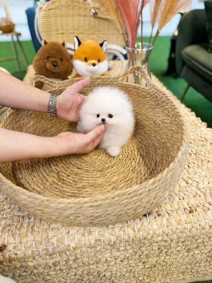 Pomeranian - Mario(Male)
