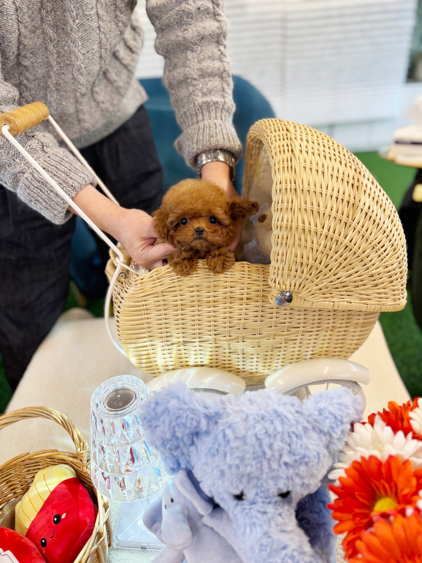 Poodle - Megan(Female)