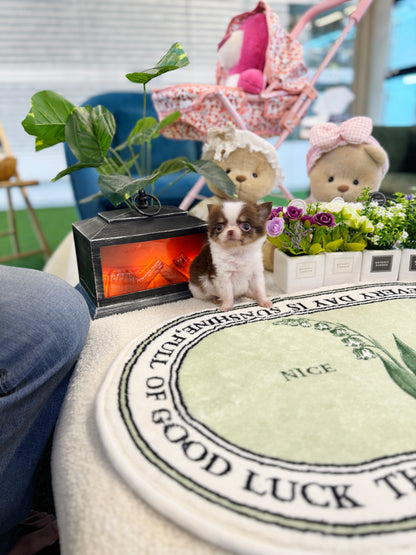 Chihuahua - Ellie(Female)