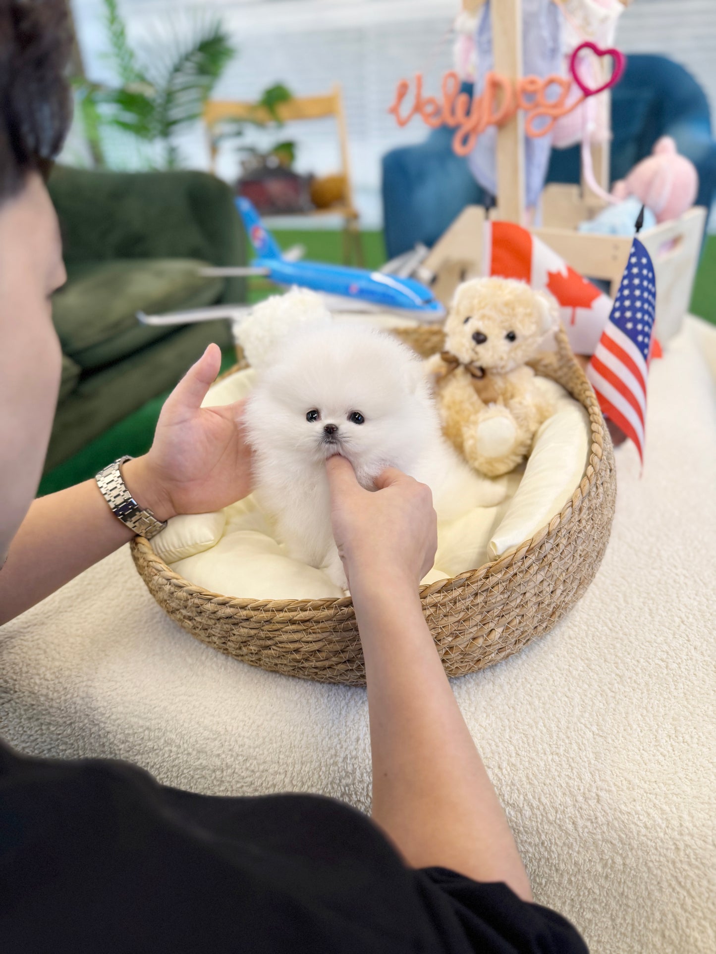 Pomeranian - Snowy(Male)