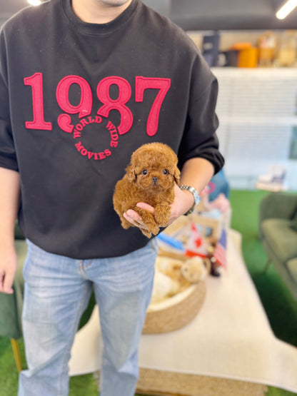 Poodle - Vienna(Female)