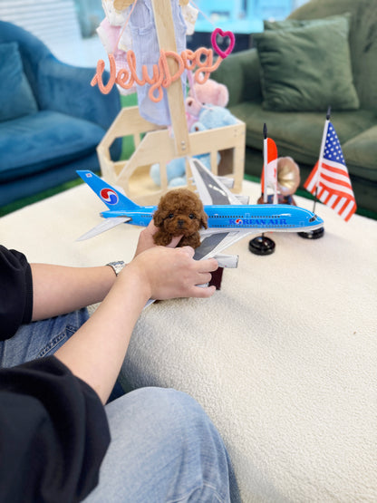 Poodle - Vienna(Female)