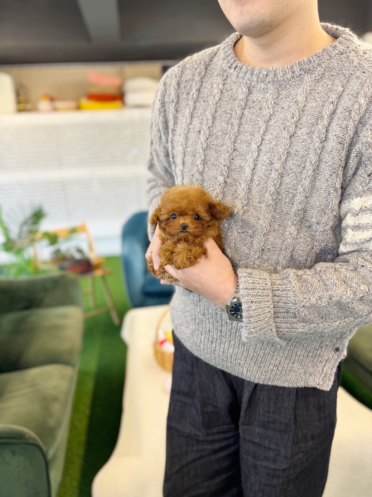 Poodle - Megan(Female)