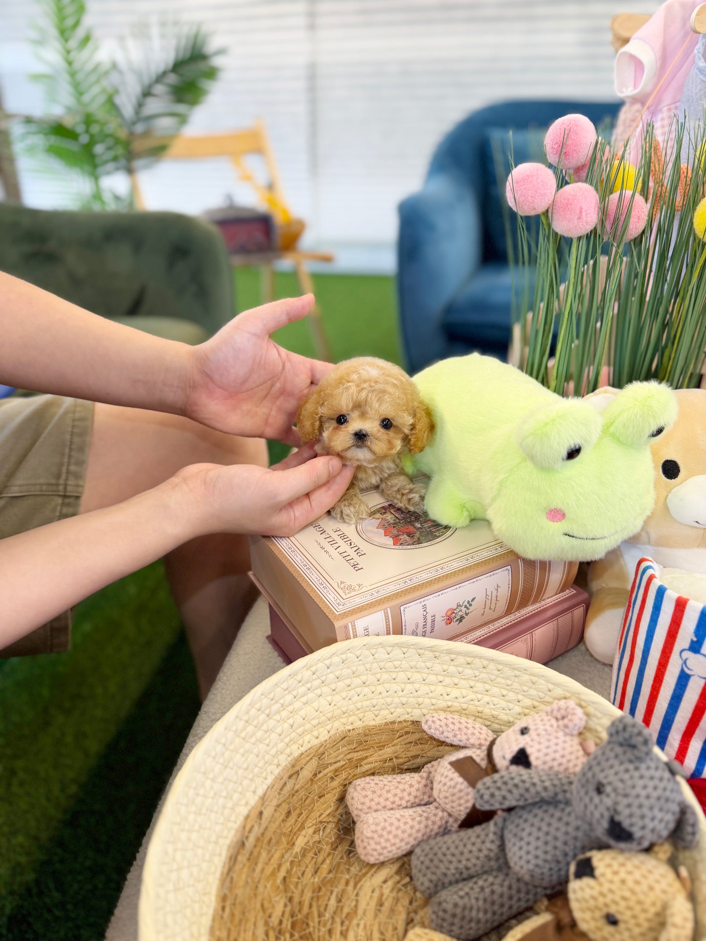 Maltipoo - Pokey(Female)